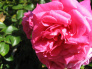 Anglická růže
