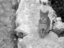 Kočka na kamenech