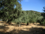 Olivový sad