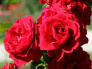 Rudé růže