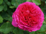 Růže Othello