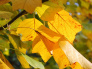 Tapeta podzimní listí